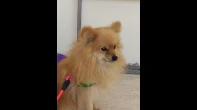 كلب بومرينيان