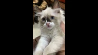 قطه سيامي