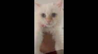 قطة همالايا