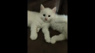 قطط للبيع