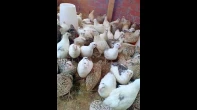جوز فر جامبو