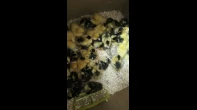 عدة انواع من صغار الطيور