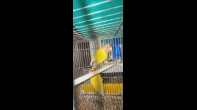 متاح جوزين توكي لاتينو شغالات