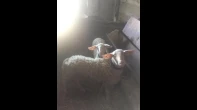 خروف لحم جداع ساغ مقنوي او لحم سخول سخلات خروف وحملة ربط
