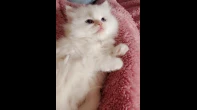متاح قطط من اروع ما يكون
