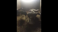 خرفان لحم وسخول وسخلات ربط