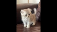 سكوتش فولد عمر شهرين