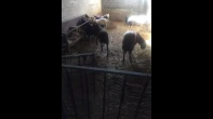 خرفان