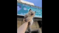 متوفر انثى هَماليا شوكليت