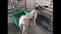 خاروف عمره أربعة شهور للتسمين