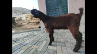 سخل أردني