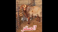 جدع مميز جوز بجوز ذان وخشم مدة وجرامة من زريعة الف