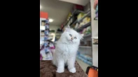 متوفر انثى قطة  راغدول