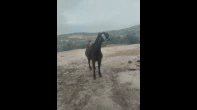 جفره حمرا