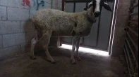 خروف عشار 4 شهور