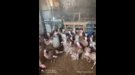 ديوك حبش احمر