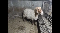 نعجتين مخلاع