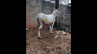 حماره العمر ثلاث سنين