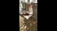 متوفر ديوك