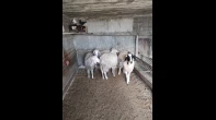 4 حملات زريعة خراف اعمارهن 6 شهور