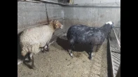 نعجتين