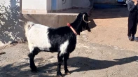 عنزين عشار