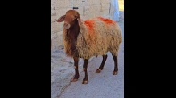 خروف
