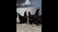 صيصان رود ایلاند انجليزي
