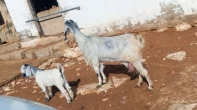 عنز وراها سخلة بنتها