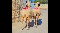 جدعتين قبرصيات