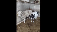 نعجتين معاشير