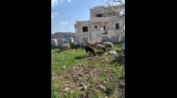 موجود 4 نعاج