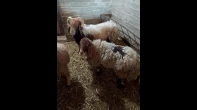 خروفه وكبش