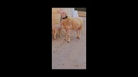 جدعه موليدت الاصلي