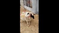 جداعات عشار قوق 4 شهور
