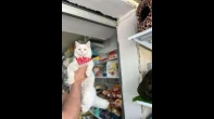 قطة أُنثى شيرازي