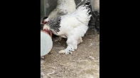 صيصان برهومي لايت عمر اسبوعين