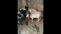 أربع خرفان وثلاث حملات