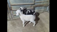 عنزه شاميه أصليه