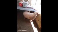 خروف مبدل للبيع