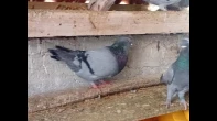 5  جواز حمام سلفر