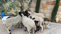 4 عابورات وخاروف