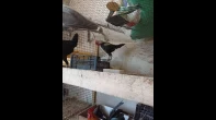 بيض جاج زينه