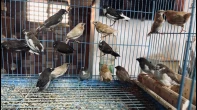طيور بنجليزي