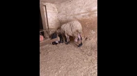 خروف ونعجة ذكر وانثى