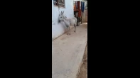 حماره عماله