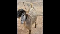 غنمة جرمة  جدا