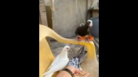 حمام زاجل ٥٠ جوز