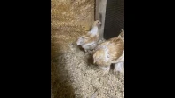 جواز براهما ليموني