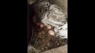 4 اناث حبش وذكرين